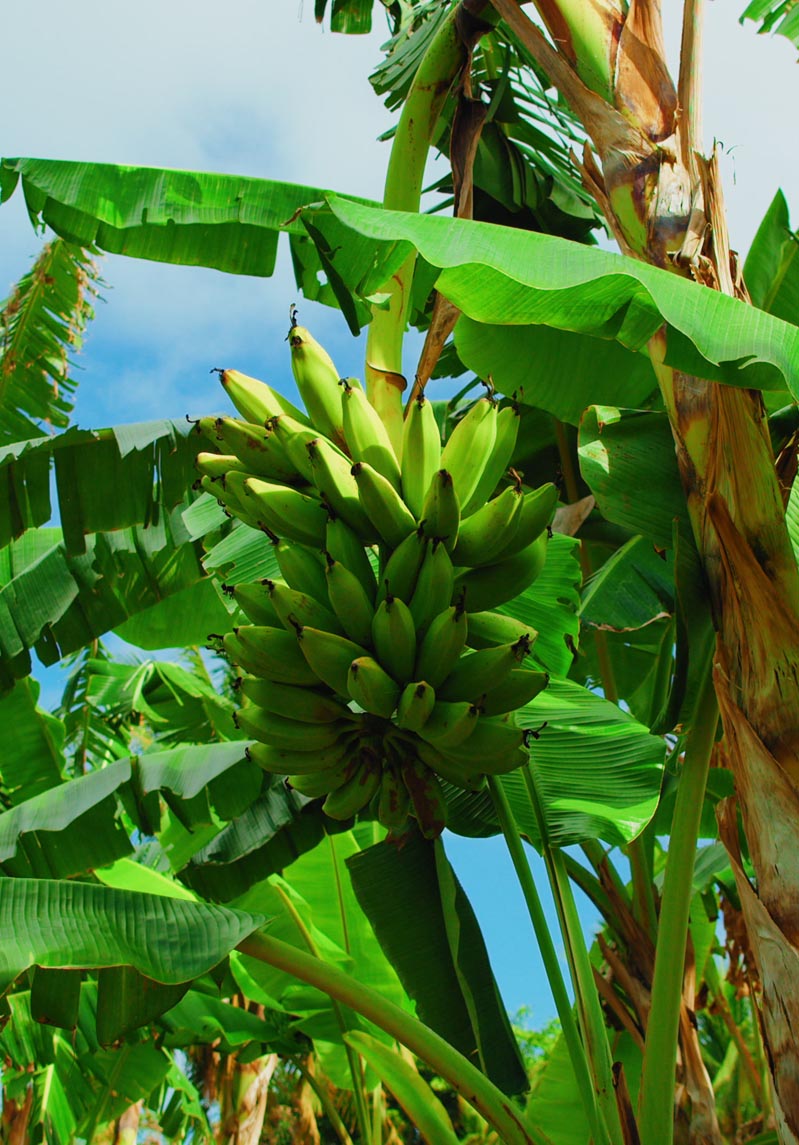 Produ o De Banana P o Turifarm